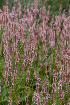 Persicaria amplexicaulis 'Rosea'