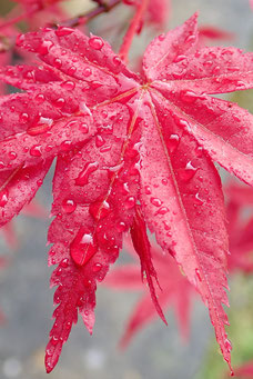 Acer palmatum 'Osakazuki'