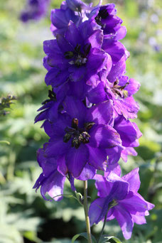 Delphinium 'Black Knight'