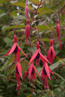 Fuchsia 'Riccartonii'