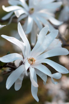 Magnolia stellata