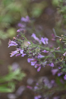 Calamintha nepeta 'Blue Cloud'