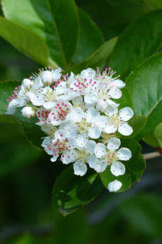 Aronia arbutifolia