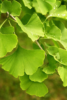 Ginkgo biloba