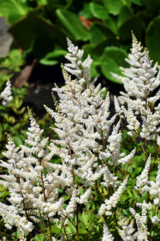 Astilbe 'Brautscheiler'