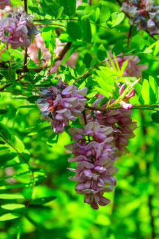 Robinia hispida