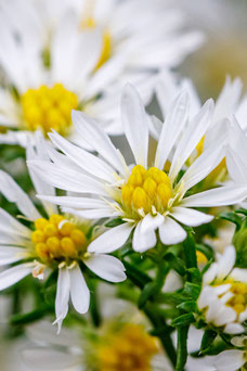 Aster 'Monte Cassino'