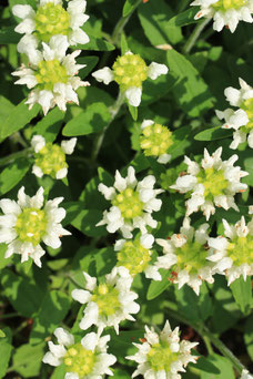 Prunella grandiflora 'Alba'