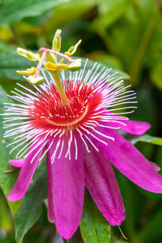 Passiflora 'Anastasia'