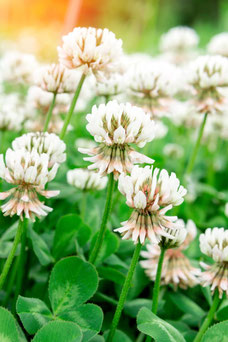 Trifolium repens 'Pentaphyllum'