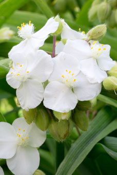 Tradescantia 'Innocence'