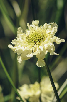 Cephalaria gigantea