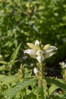 Chelone obliqua 'Alba'