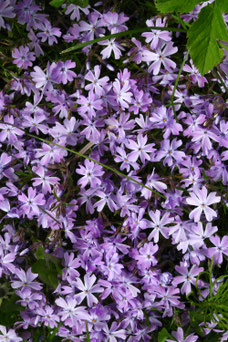 Phlox 'G.F. Wilson'