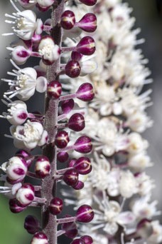 Cimicifuga ramosa 'Brunette'