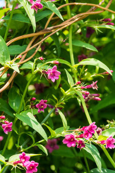 Jasminum beesianum