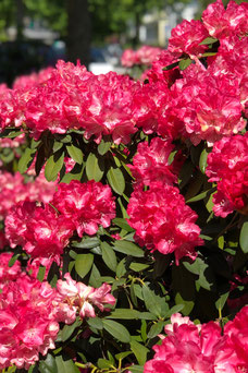 Rhododendron yakushimanum 'Morgenrot'