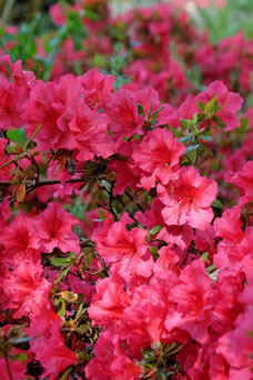 Rhododendron japonicum 'Vuyk's Scarlet'