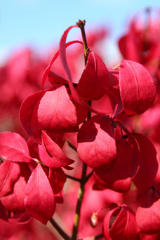 Euonymus alatus 'Compactus'