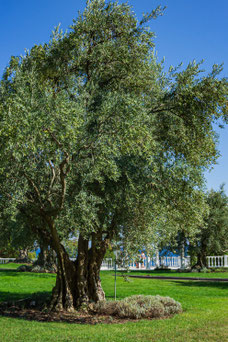 Olea europaea