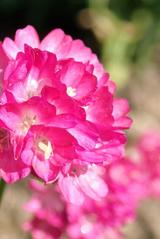 Armeria maritima 'Splendens Perfecta'