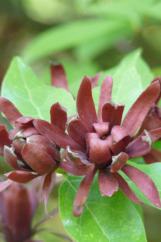 Calycanthus fertilis