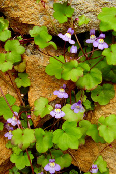 Cymbalaria muralis