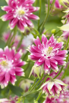 Aquilegia chrysantha 'Nora Barlow'