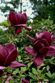 Magnolia 'Genie'