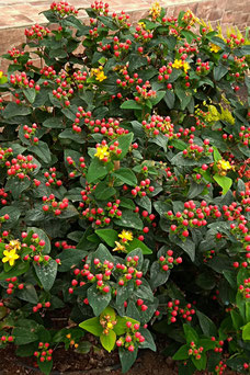Hypericum inodorum 'Elstead'