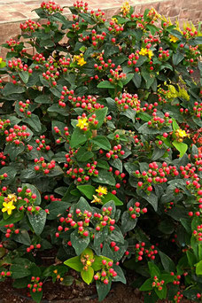 Hypericum inodorum 'Elstead'