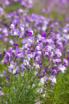 Linaria anticaria 'Antique Silver'