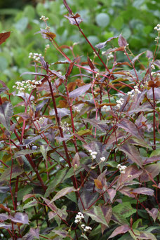 Persicaria microcephala 'Red Dragon'