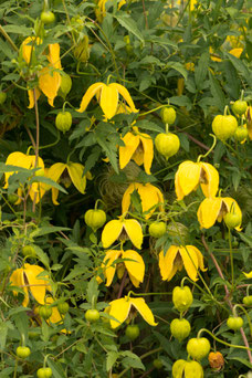 Clematis tangutica