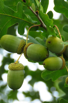 Quercus robur