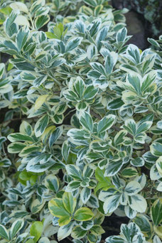 Euonymus japonicus 'Albomarginatus'