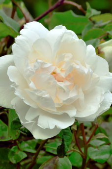 Rosa 'Mme Alfred Carriere'