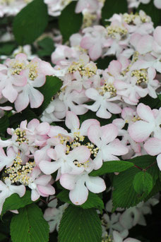 Viburnum plicatum 'Pink Beauty'