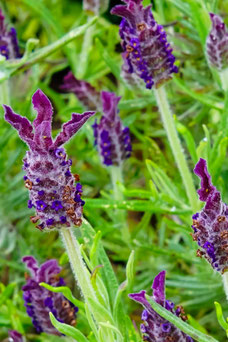 Lavandula 'Helmsdale'