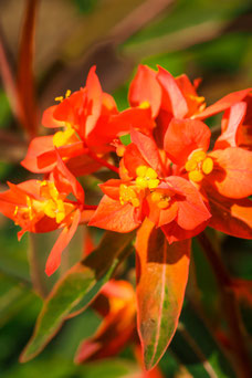 Euphorbia griffithii 'Fireglow'