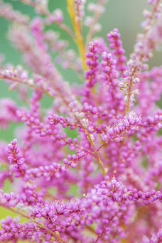 Tamarix ramosissima 'Pink Cascade'