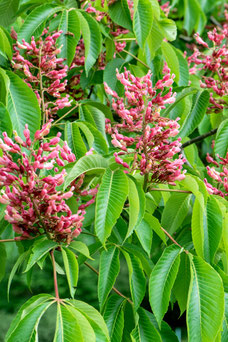 Aesculus pavia discolor