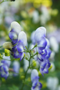 Aconitum cammarum 'Bicolor'