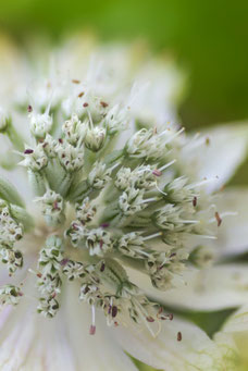 Astrantia major 'Snow Queen'