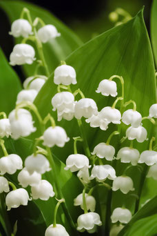 Convallaria majalis