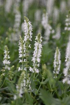 Salvia nemorosa 'Schneehügel'