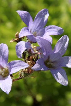 Campanula lactiflora 'Prichard's Variety'