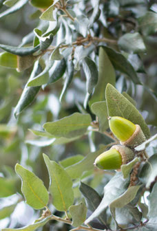 Quercus ilex