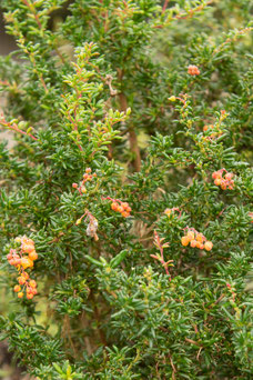 Berberis stenophylla