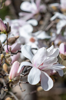 Magnolia loebneri 'Merrill'